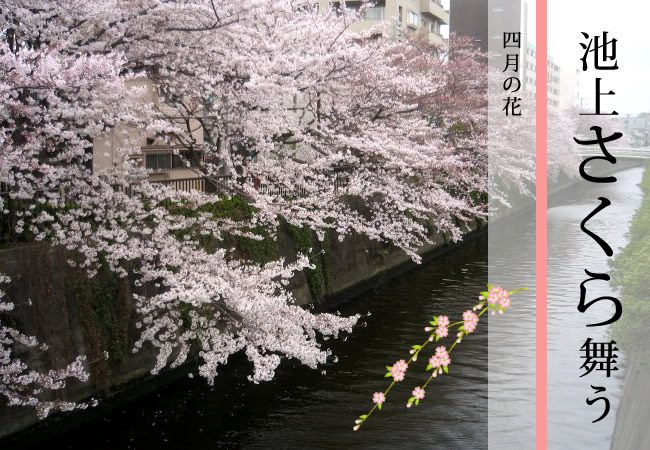 池上にある呑川沿いの桜は最高 池上植木 池上にある呑川沿いの桜は最高 池上植木
