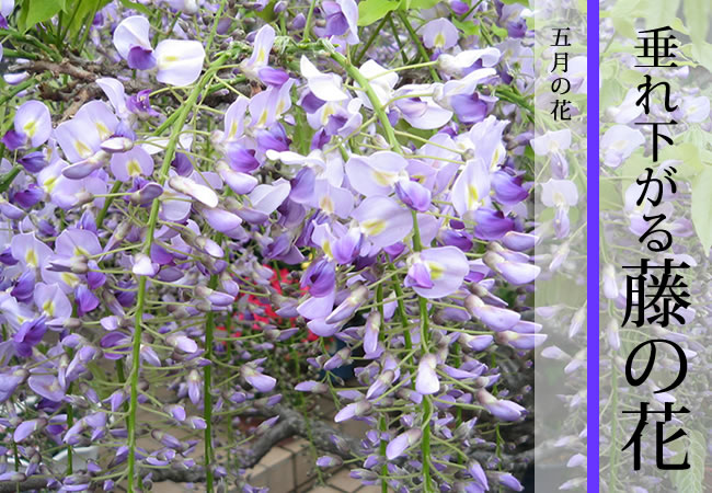 垂れ下がる藤の花