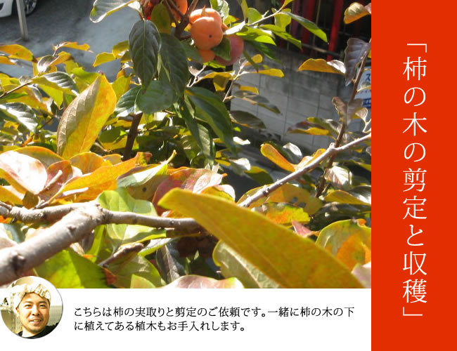 柿の木の剪定と収穫