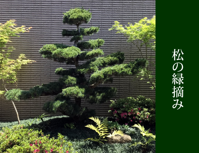 松の緑摘み