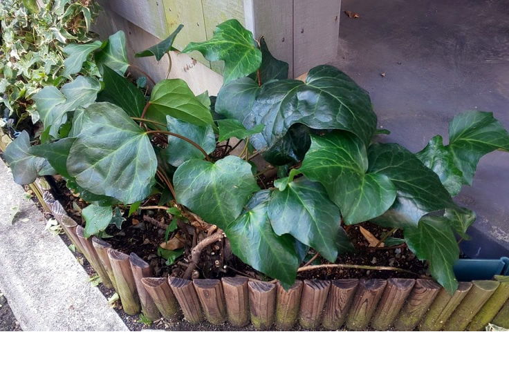 オカメタツ剪定