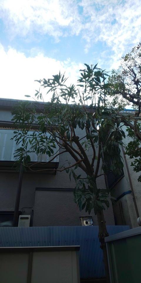ユズリハ