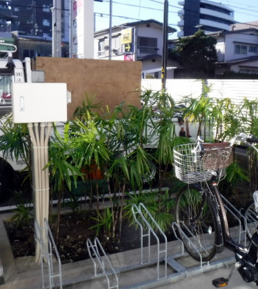 棕櫚竹 シュロチク の剪定 大田区 池上植木 棕櫚竹 シュロチク の剪定 大田区 池上植木