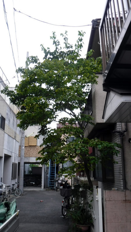 花水木 ハナミズキ の強剪定 大田区 池上植木 花水木 ハナミズキ の強剪定 大田区 池上植木