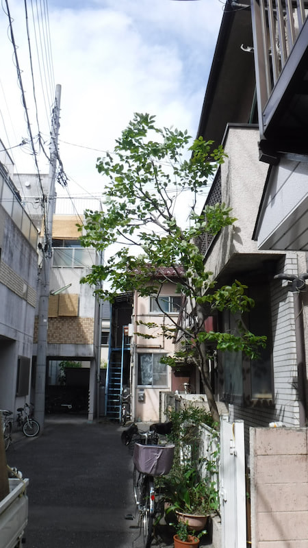 花水木 ハナミズキ の強剪定 大田区 池上植木 花水木 ハナミズキ の強剪定 大田区 池上植木