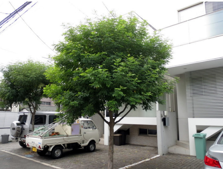 シマトネリコの剪定