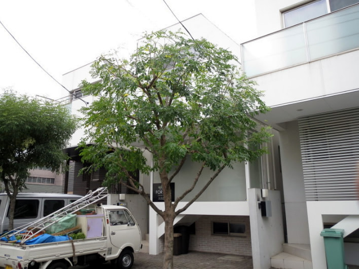 シマトネリコの剪定