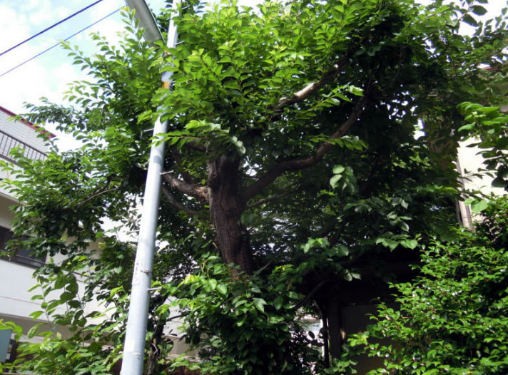 ソメイヨシノの剪定 大田区 池上植木 ソメイヨシノの剪定 大田区 池上植木