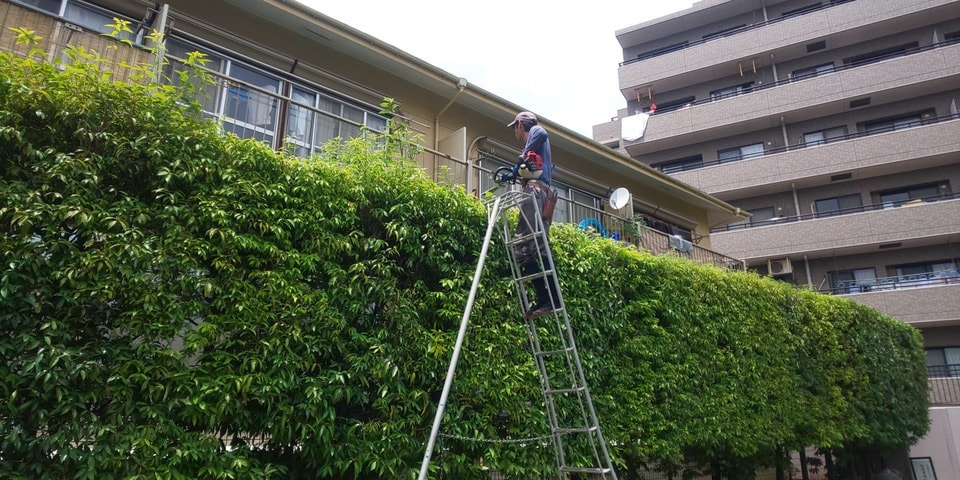 白樫 シラカシ の剪定 大田区 池上植木
