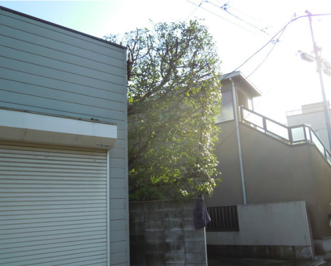 月桂樹の剪定 大田区 池上植木