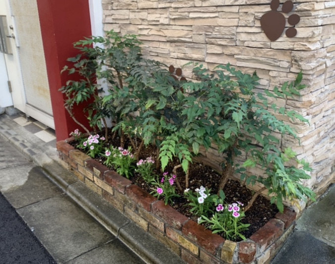 花壇の花の植え替え 大田区 池上植木 花壇の花の植え替え 大田区 池上植木
