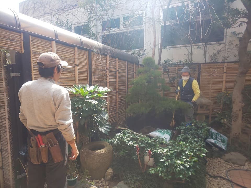 黒松の植栽・作業現場