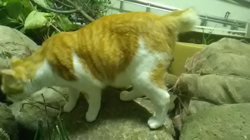 その他仲間たち